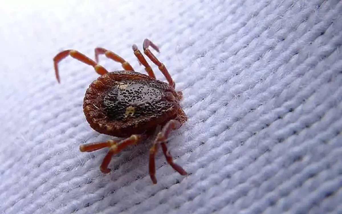 Acari della polvere: ecco il metodo naturale per sterminarli subito dal materasso