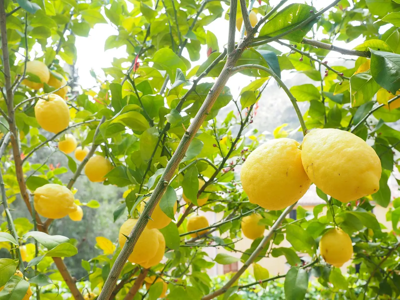 Dimentica i profumatori chimici: ecco la semplice ricetta fai da te per un profumo al limone naturale