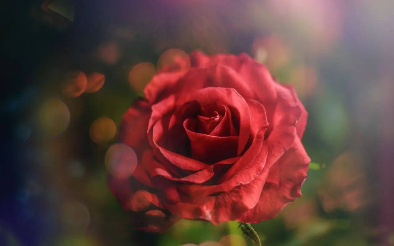 Rose antiche: ecco le varietà spettacolari e profumatissime che resistono a tutto